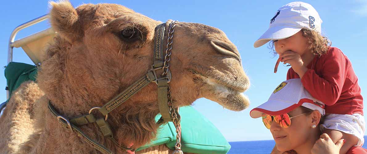 Camel Ride Tour In Cabo San Lucas